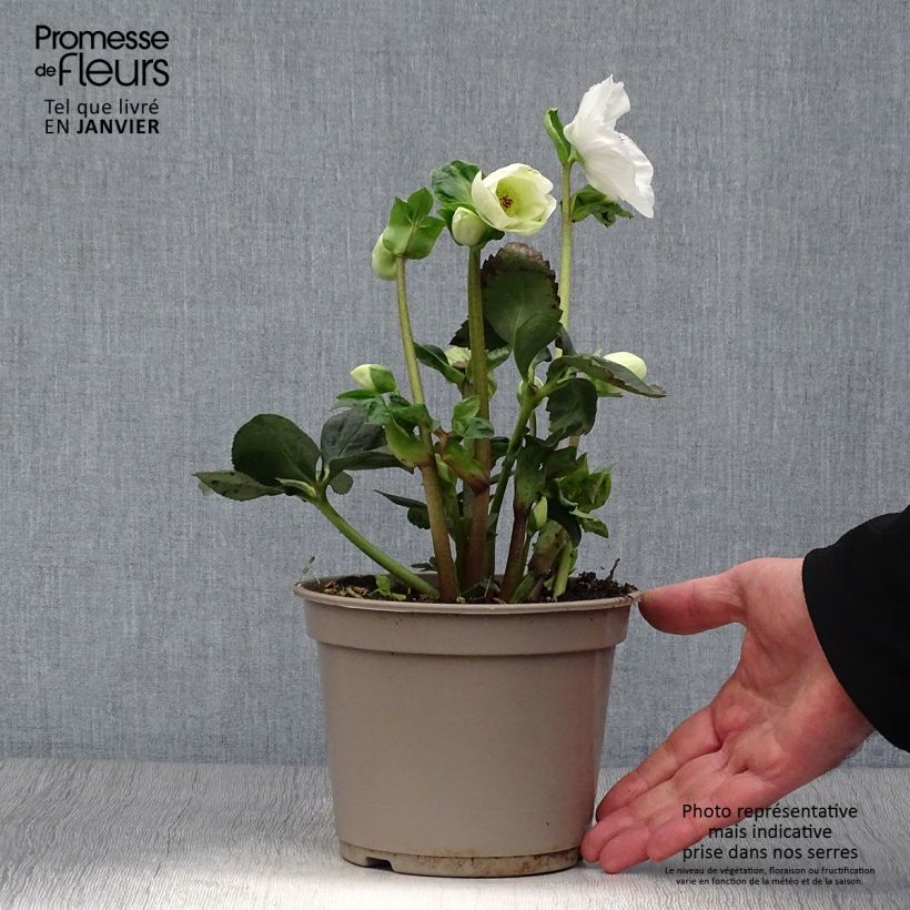 Example of Hellébore lemperii Linn Pot de 2L/3L as you get in hiver
