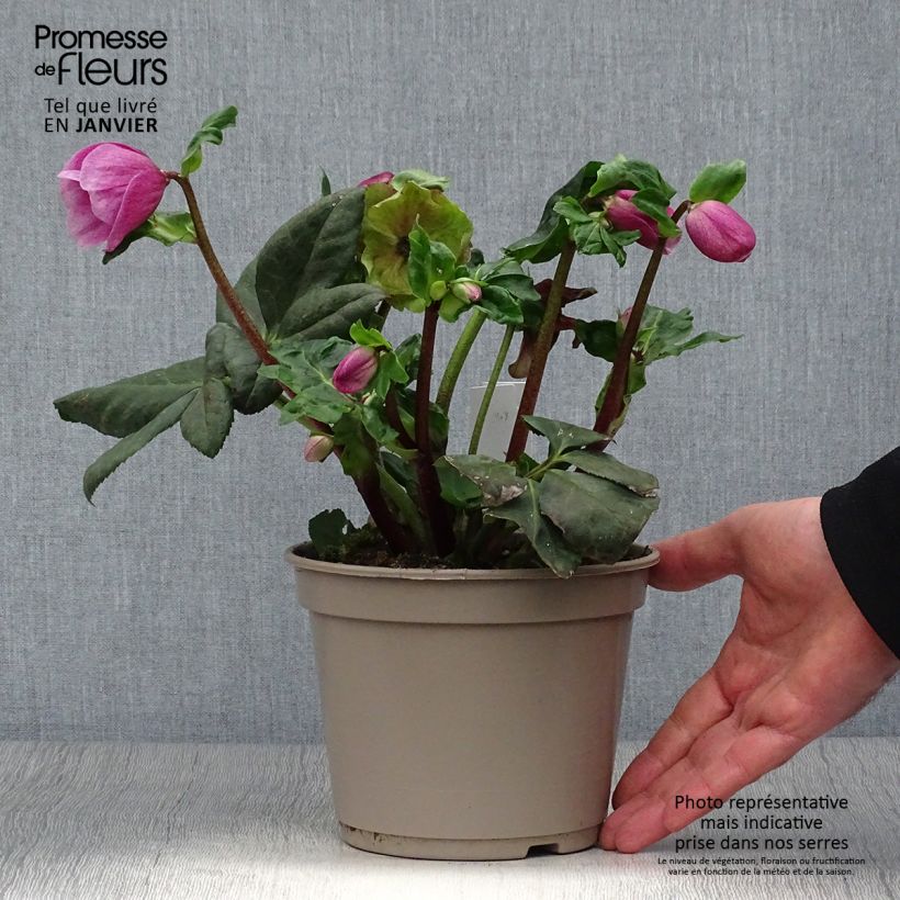 Example of Hellébore lemperii Lulu Pot de 2L/3L as you get in hiver