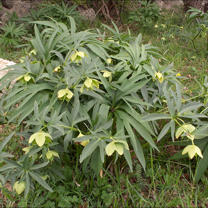 Hellébore multifidus (Plant habit)