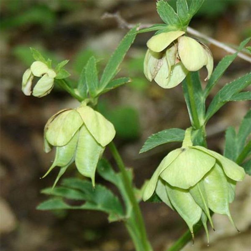 Hellébore multifidus bocconei (Flowering)