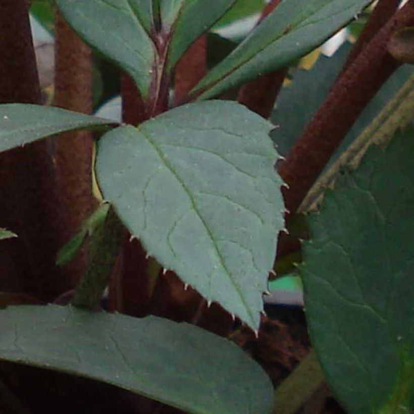 Hellébore nigercors Candy Love (Foliage)