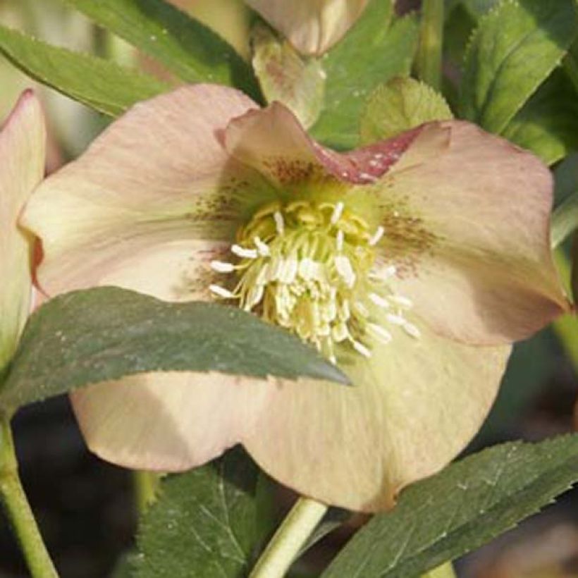 Hellébore nigercors Candy Love (Flowering)