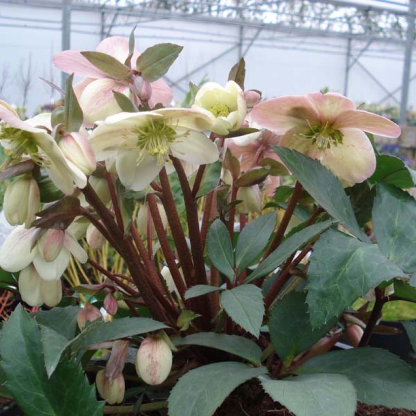 Hellébore nigercors Candy Love (Plant habit)