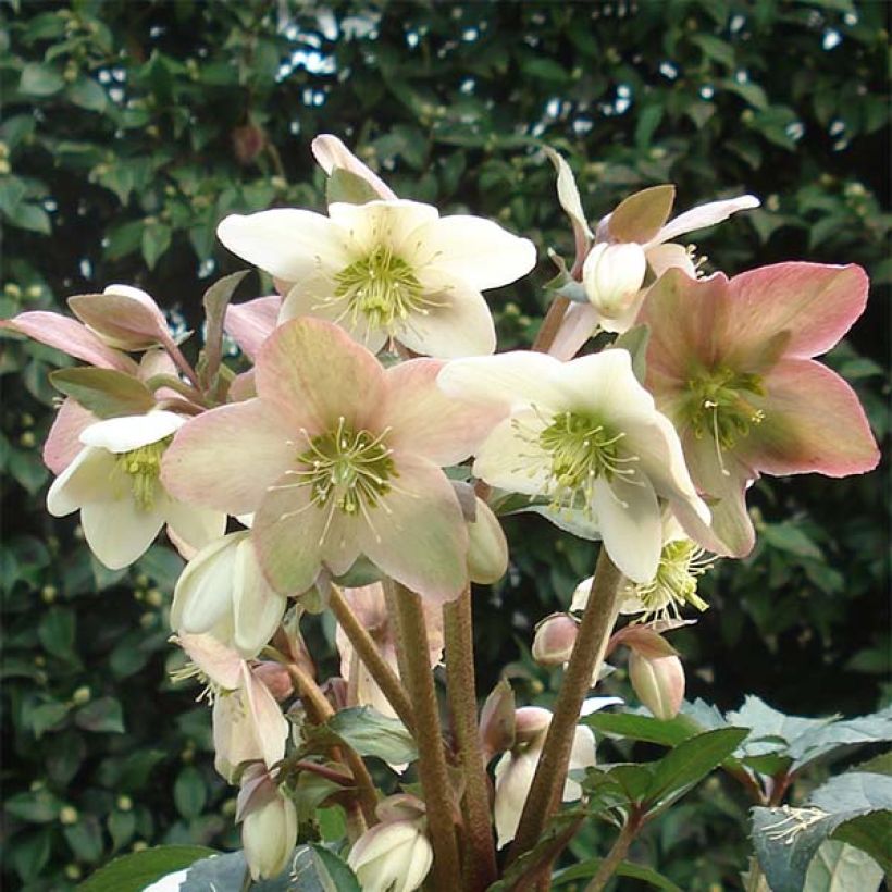Hellébore nigercors Emma (Flowering)