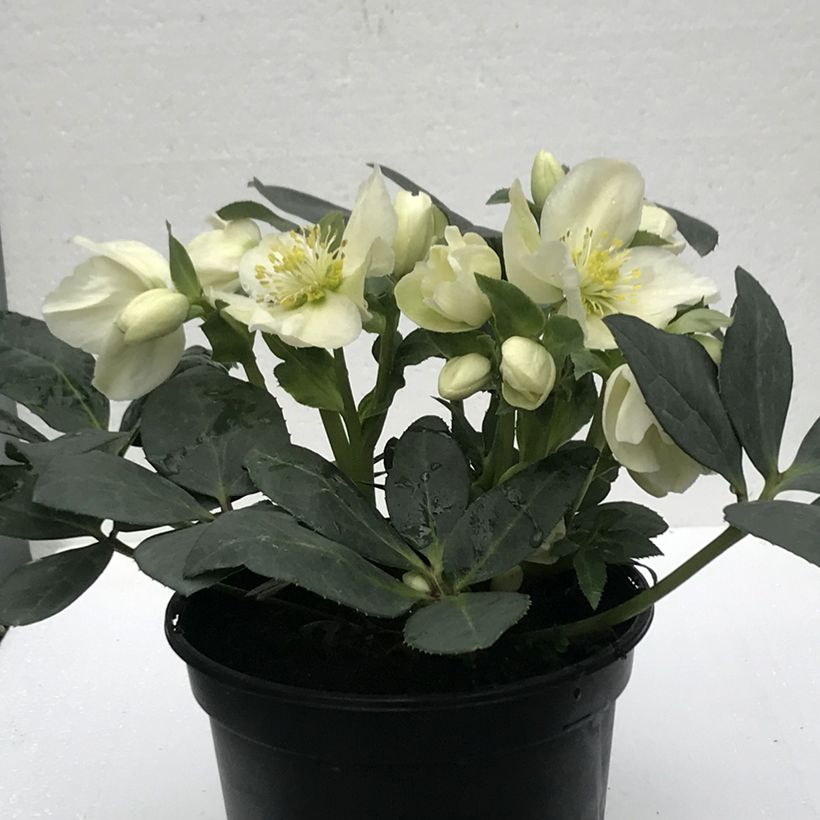 Hellébore nigercors Sid Ice (Flowering)