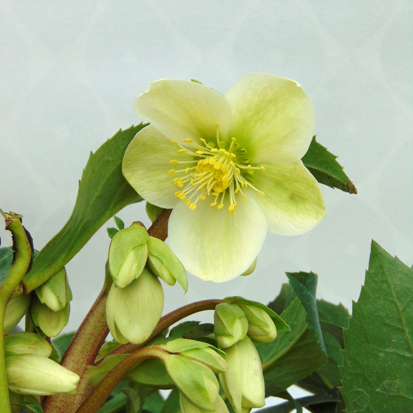 Hellebore nigercors Snow Love (Flowering)