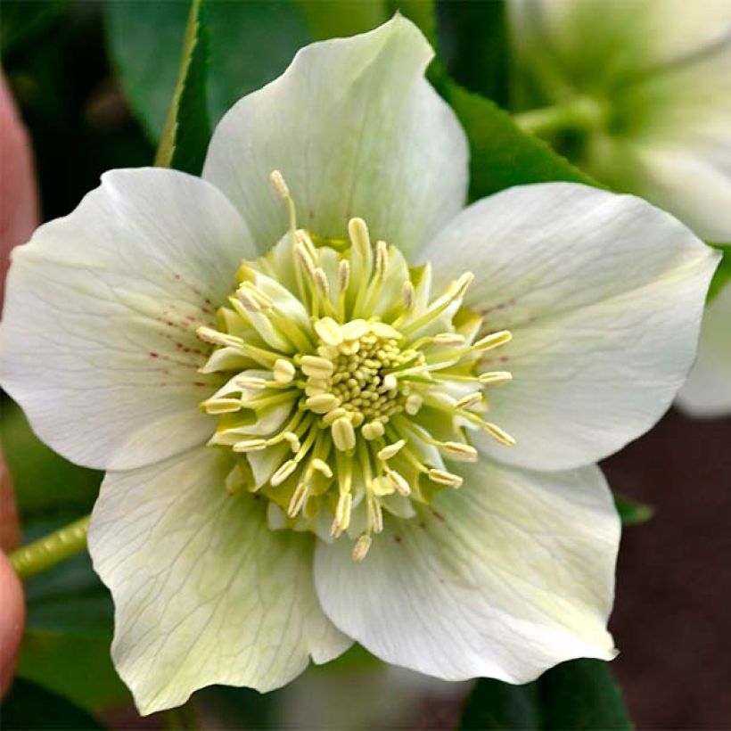 Hellébore orientale Anémone Blanc pur (Flowering)