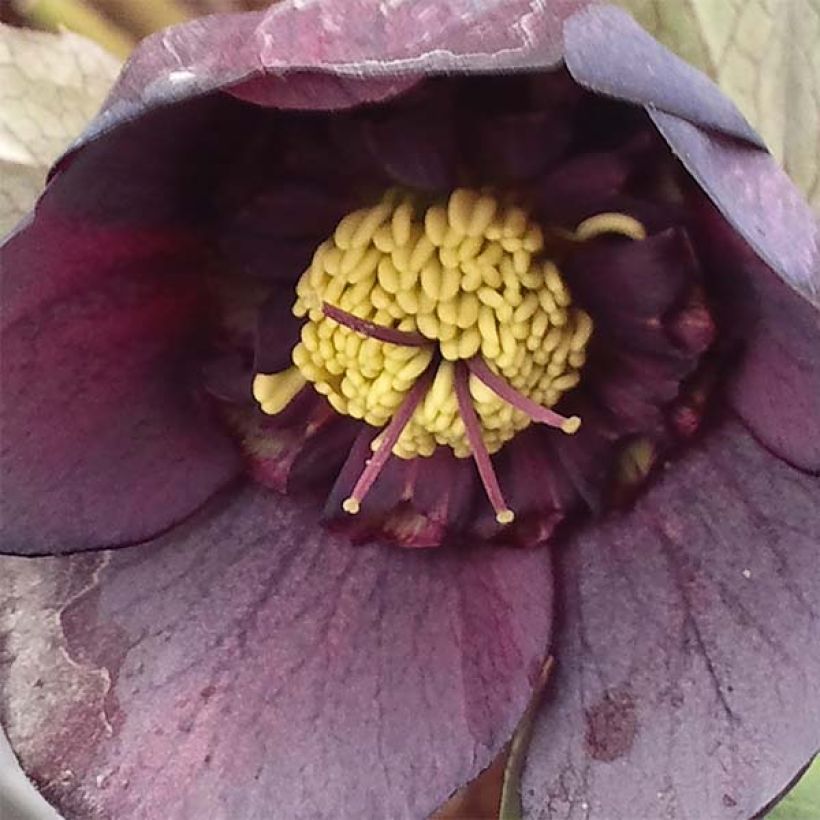 Hellébore orientale Anémone Noire (Flowering)