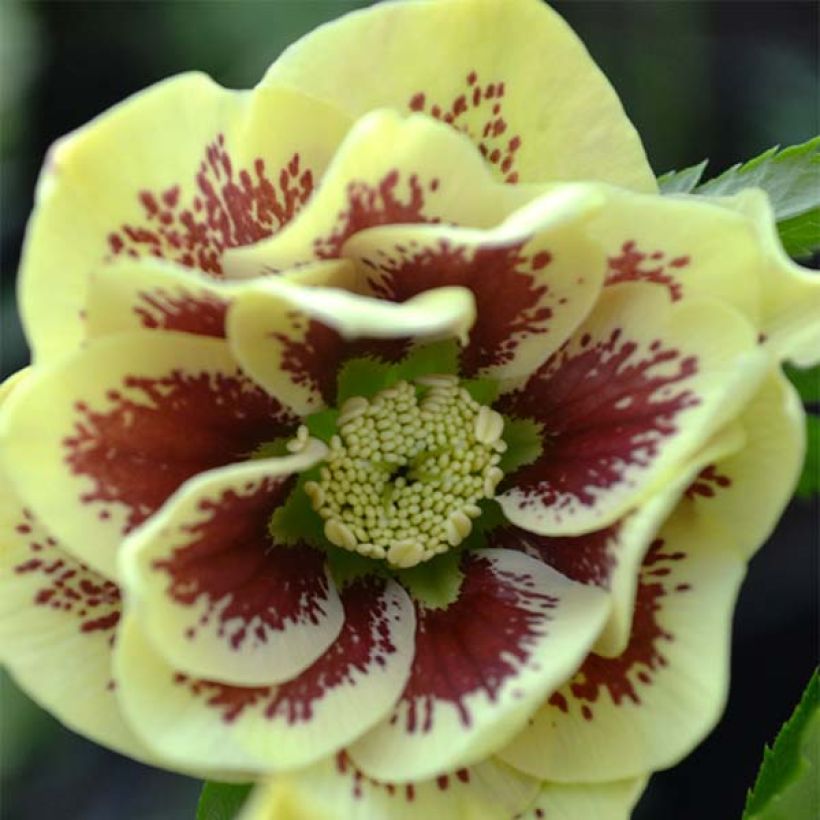 Hellébore orientale Double jaune guttatus  (Flowering)