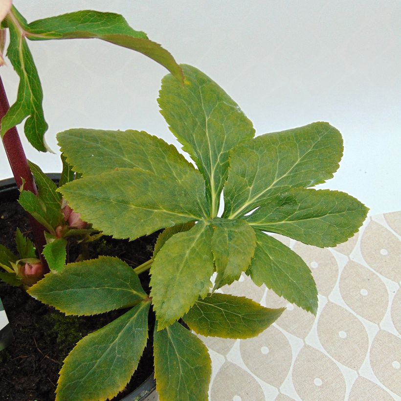 Hellébore orientale Abricot guttatus (Foliage)