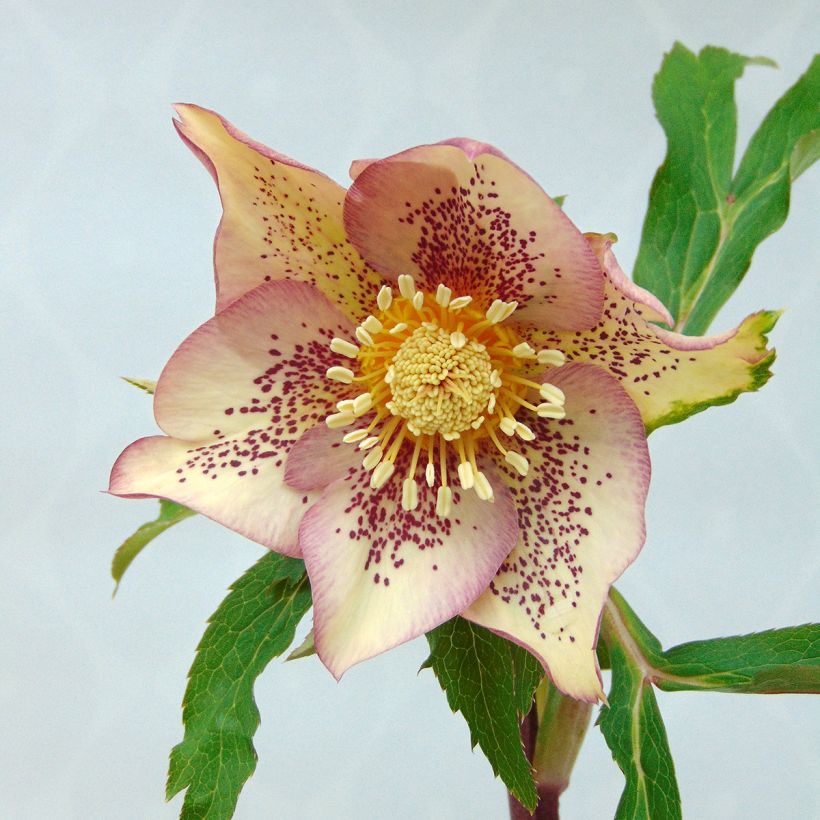 Hellébore orientale Abricot guttatus (Flowering)