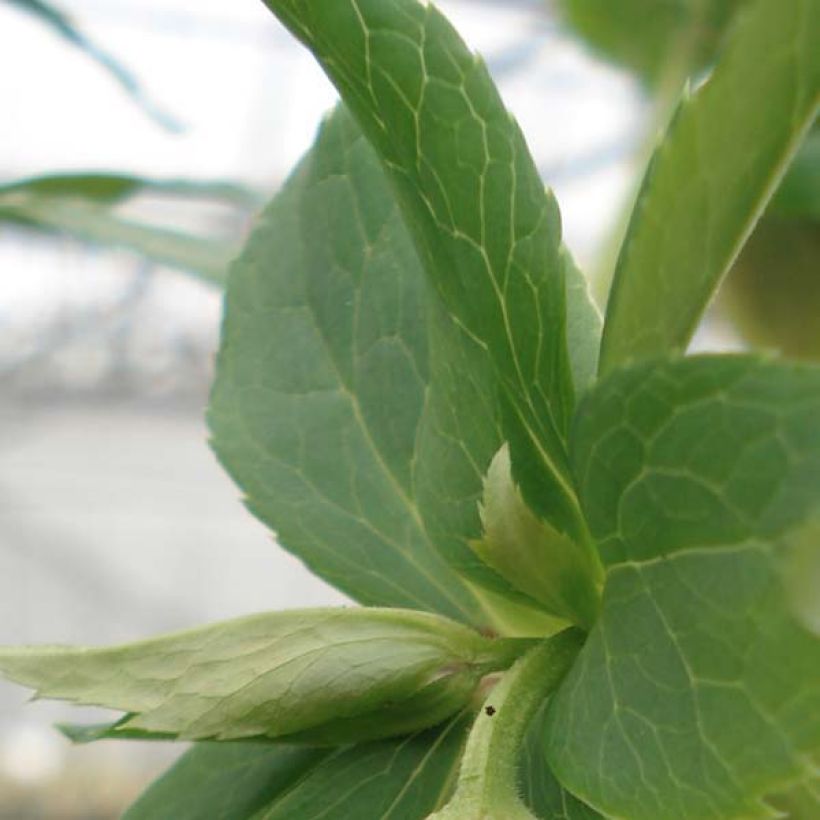 Hellébore orientale Anémone Jaune Guttatus (Foliage)