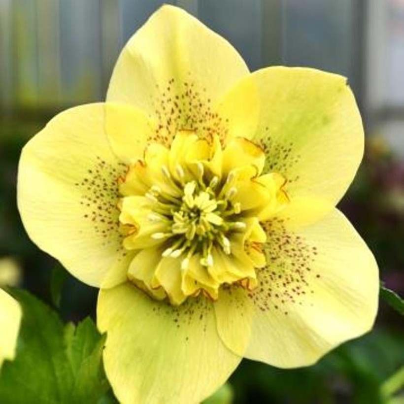 Hellébore orientale Anémone Jaune Guttatus (Flowering)