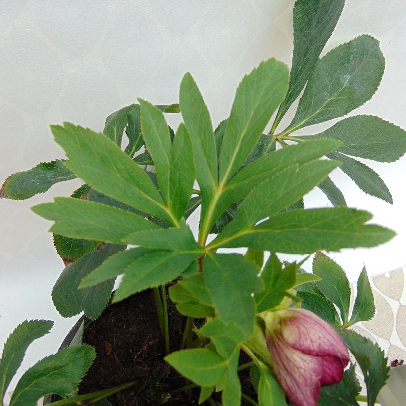Hellébore orientale Anémone Picotee (Foliage)