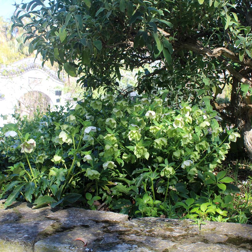 Hellébore orientale Blanc guttatus (Plant habit)