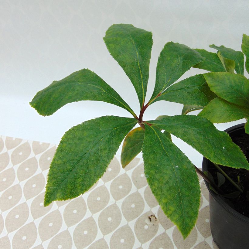 Hellébore orientale Double Blanc guttatus (Foliage)