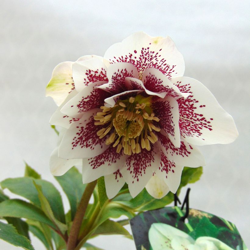 Hellébore orientale Double Blanc guttatus (Flowering)