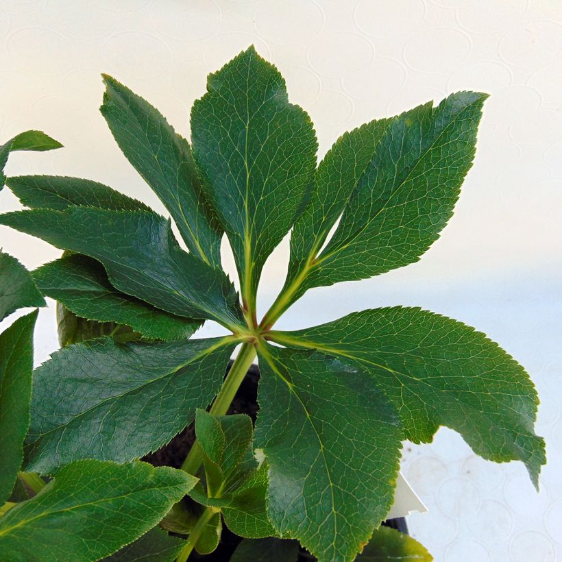 Hellébore orientale Double Blanc liseré rouge (Foliage)