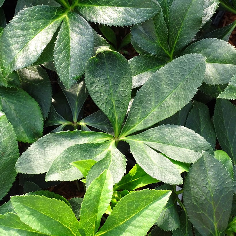 Hellébore orientale Double Rose (Foliage)