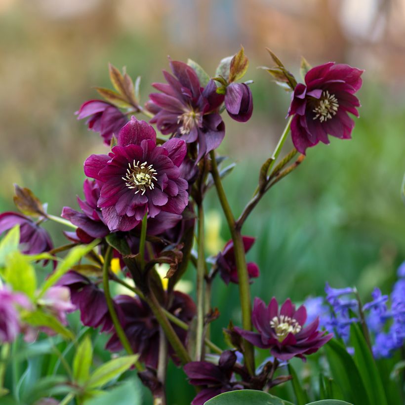 Hellébore orientale Double Rouge (Plant habit)