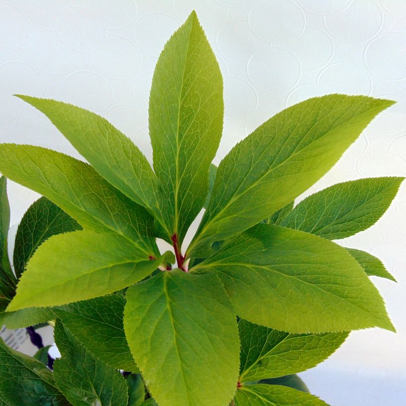Hellébore orientale Double Vert pistache (Foliage)
