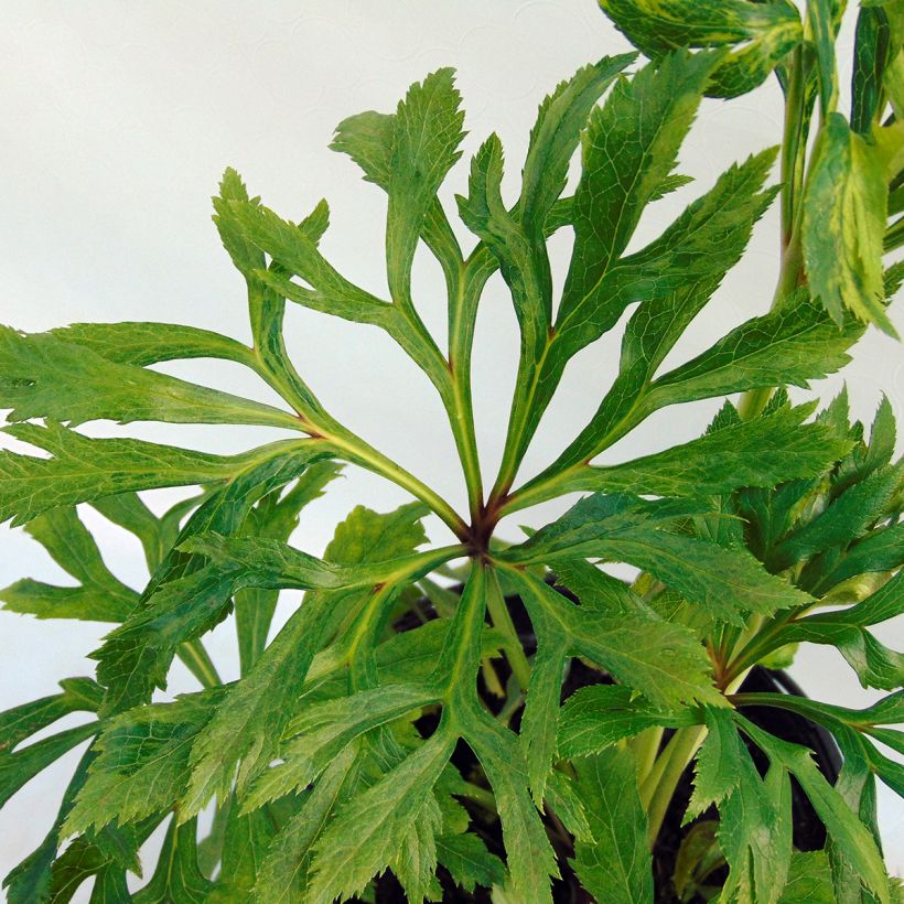 Hellébore orientale Double jaune guttatus  (Foliage)