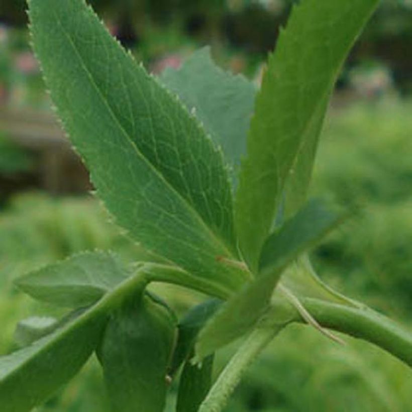 Hellébore orientale Jaune (Foliage)