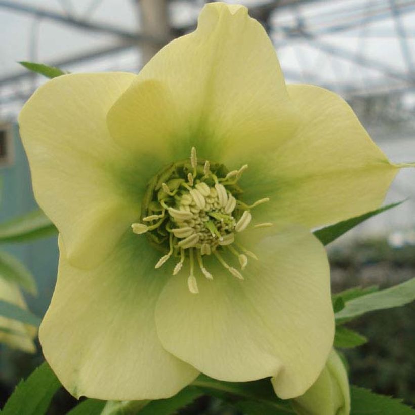 Hellébore orientale Jaune (Flowering)
