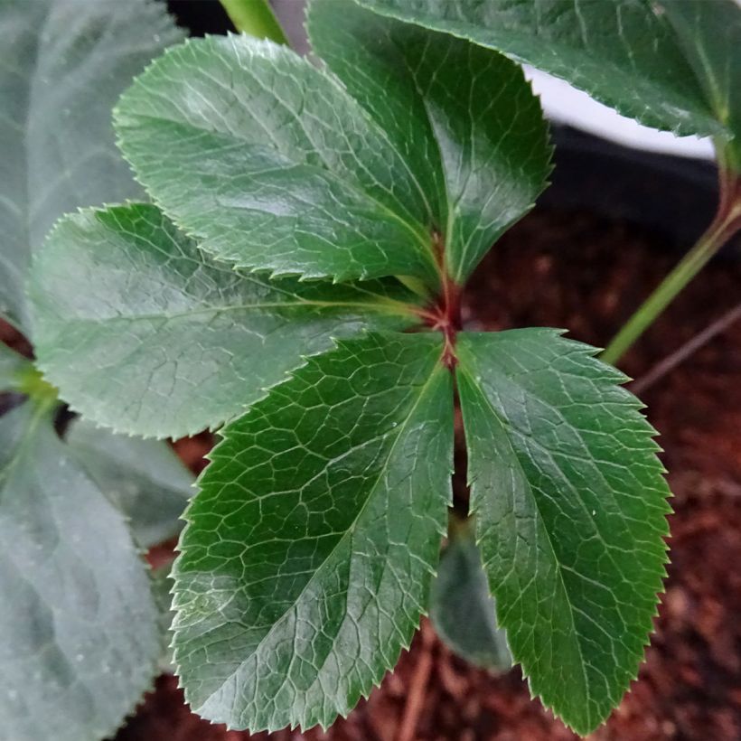 Hellébore orientale Magic Aubergine liseré (Foliage)