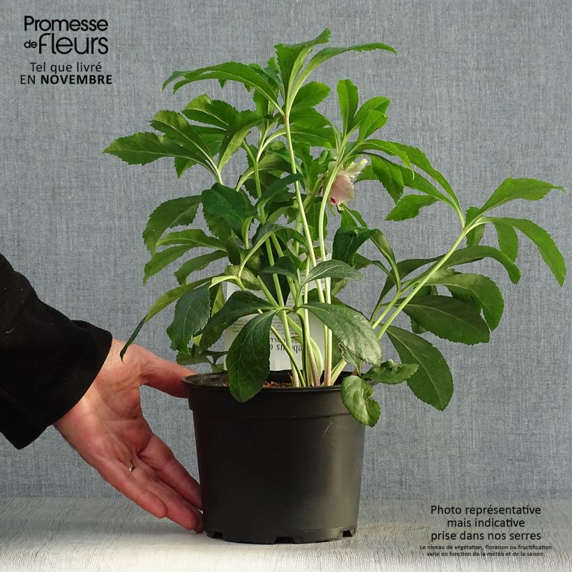Example of Hellébore orientale Magic Double Rouge Pot de 2L/3L as you get in automne