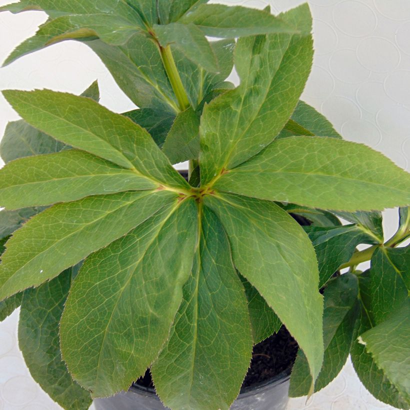 Hellébore orientale Pêche à centre rouge (Foliage)