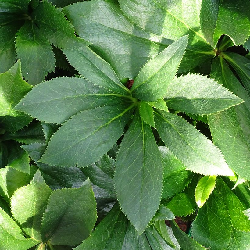 Hellébore orientale ViV Alessia (Foliage)