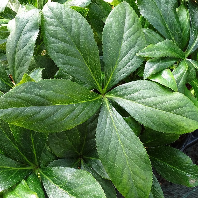 Hellébore orientale ViV Carlotta (Foliage)