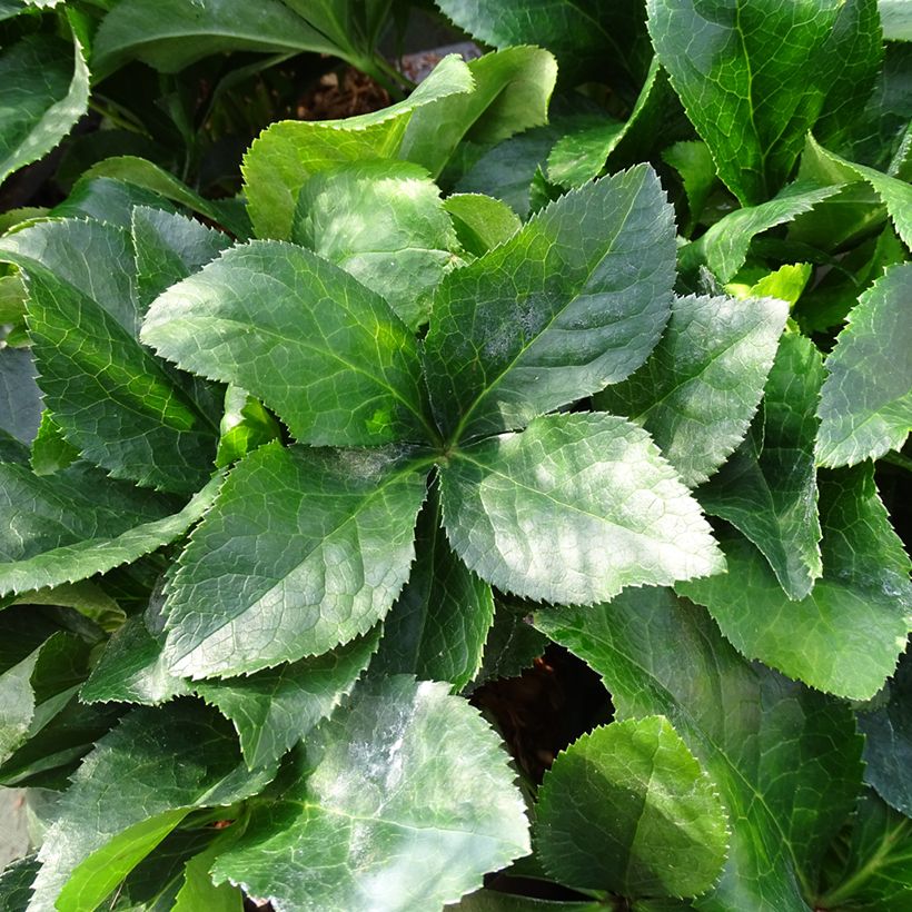 Hellébore orientale ViV Catharina (Foliage)
