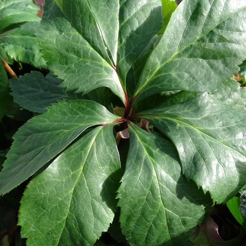 Hellebore orientale ViV Diana (Foliage)