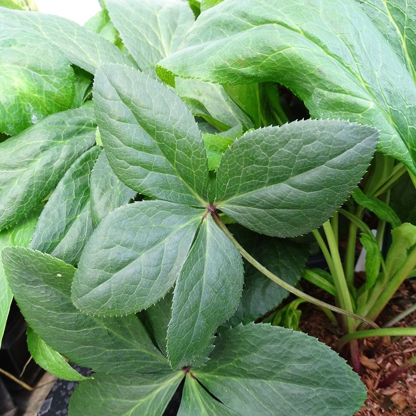 Hellébore orientale ViV Gianina (Foliage)