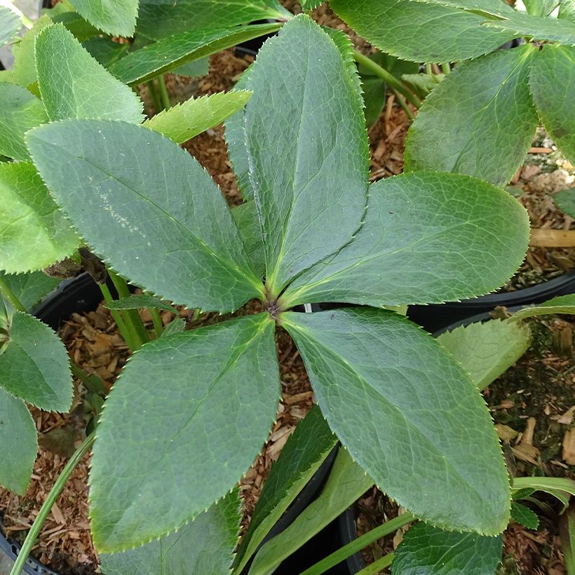 Hellébore orientale ViV Giorgia (Foliage)