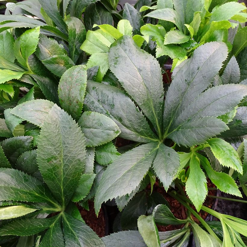 Hellébore orientale ViV Liliana (Foliage)