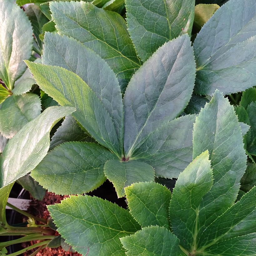 Hellébore orientale ViV Maeva (Foliage)
