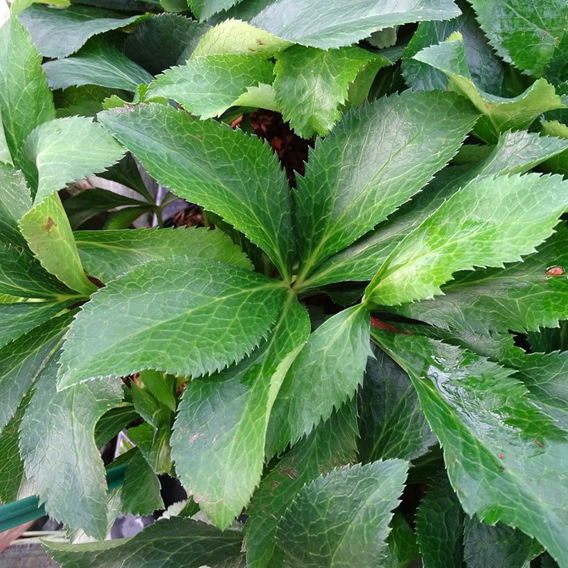Hellébore orientale ViV Micaela (Foliage)