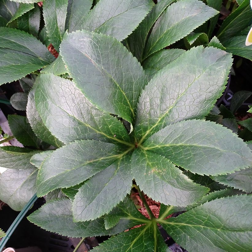 Hellébore orientale ViV Milana (Foliage)