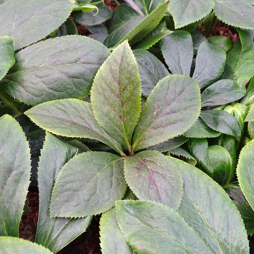 Hellébore orientale ViV Serafina (Foliage)