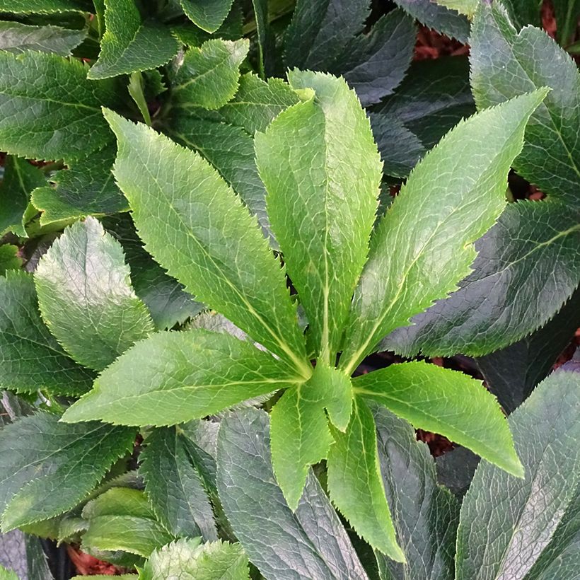 Hellébore orientale ViV Suzanna (Foliage)