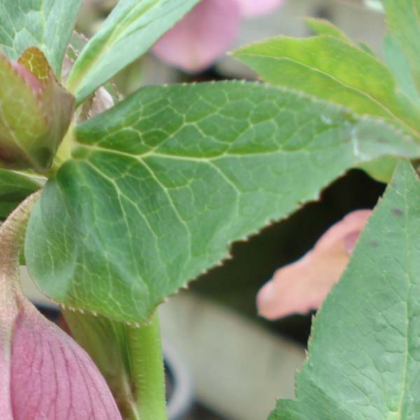 Hellébore orientale Rose guttatus (Foliage)