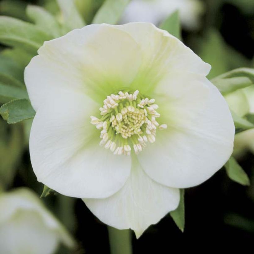 Hellébore orientale Blanc (Flowering)