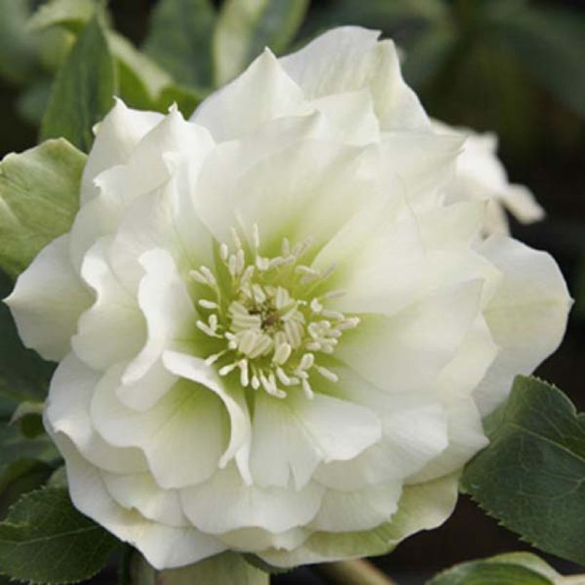 Hellébore orientale Double Blanc (Flowering)