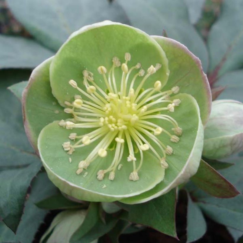 Hellébore sternii Grey Star - Hellébore de Stern (Flowering)
