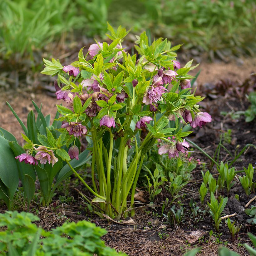 Hellébore torquatus Party Dress Hybriden (Plant habit)