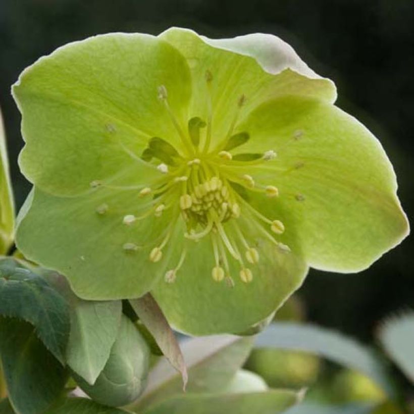 Hellébore sternii - Hellébore de Stern (Flowering)