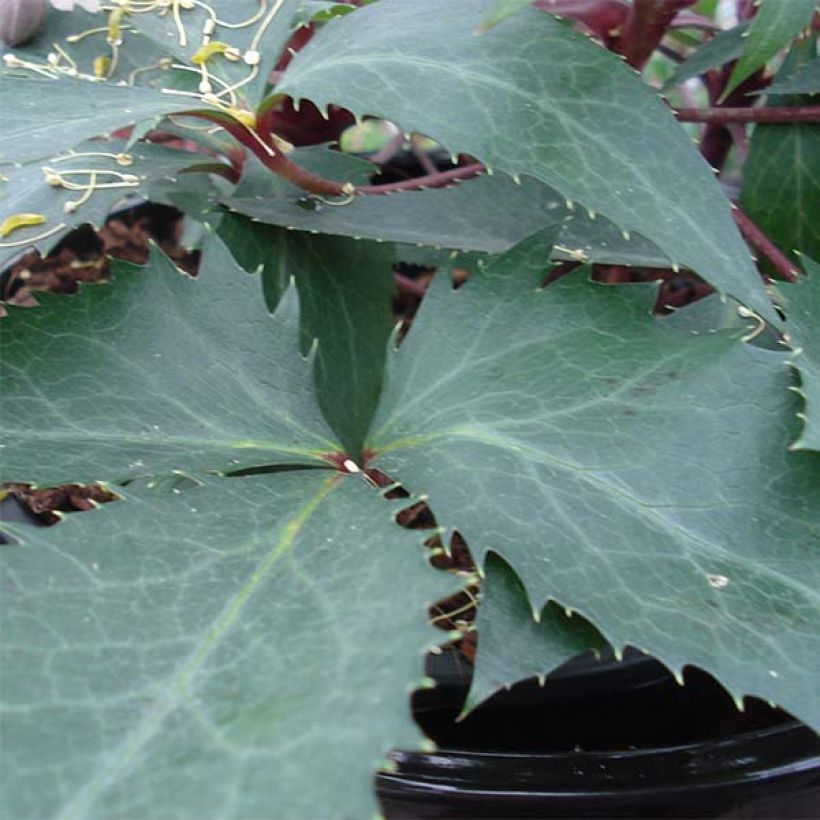Hellébore sternii Boughton Beauty (Foliage)